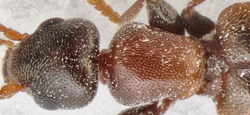 Omonadus formicarius